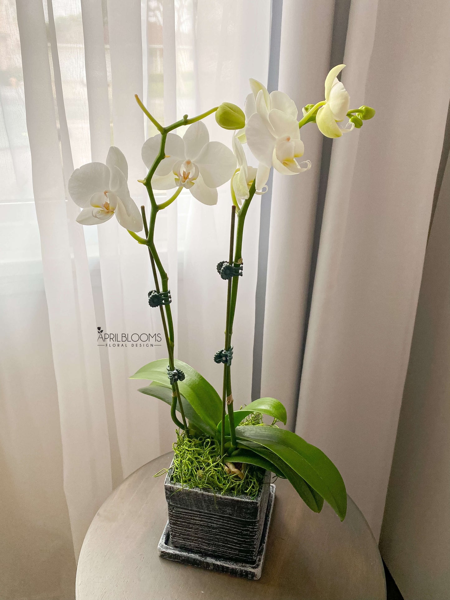 Orchid Pot 01