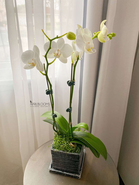 Orchid Pot 01