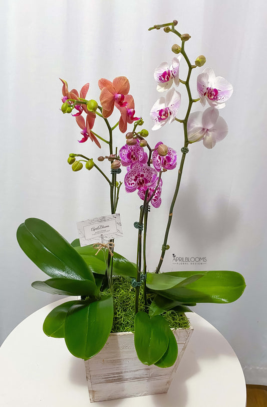 Orchid Pot 02